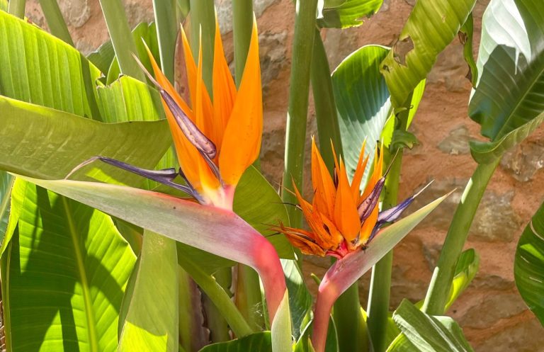 Zwei orangefarbene Paradiesvogelblumen vor grünen Blätter. Gartenpflege Mallorca