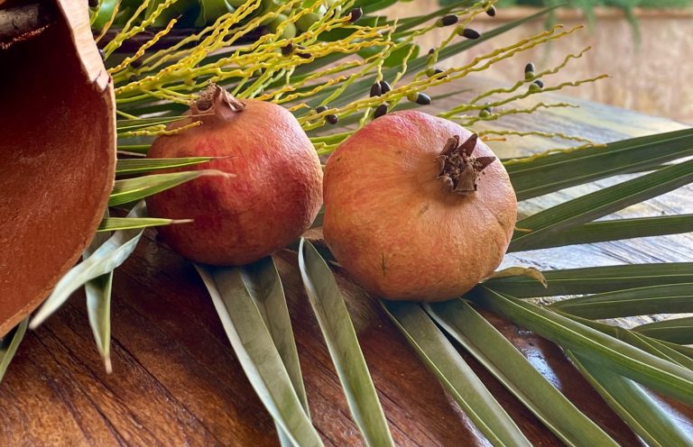 Zwei Granatäpfel liegen auf grünen Blättern neben einem Tontopf. Hausbetreuung Mallorca 
