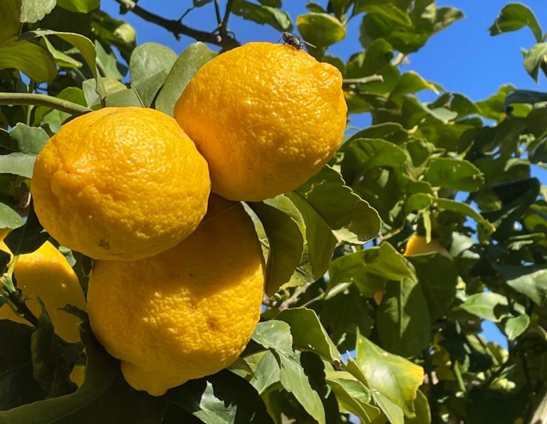 Reife, gelbe Zitronen hängen an einem Baum vor blauem Himmel. Eine Reiche Ernte steht bevor.