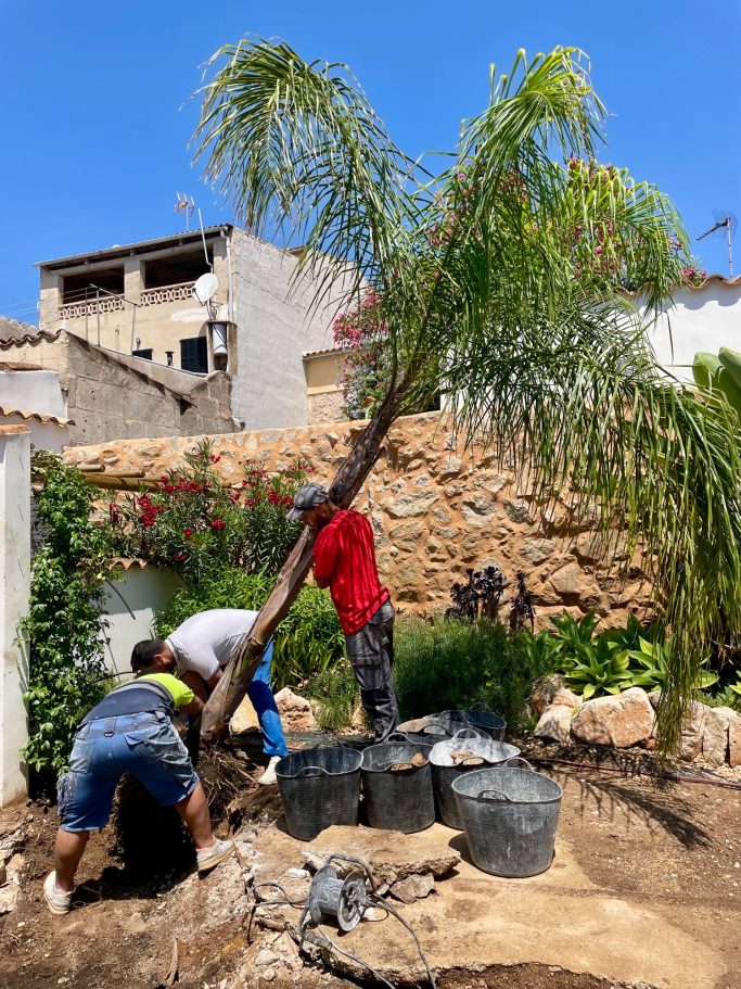 Gartenbau Drei Personen pflanzen eine Palme in einem Garten unter blauem Himmel.