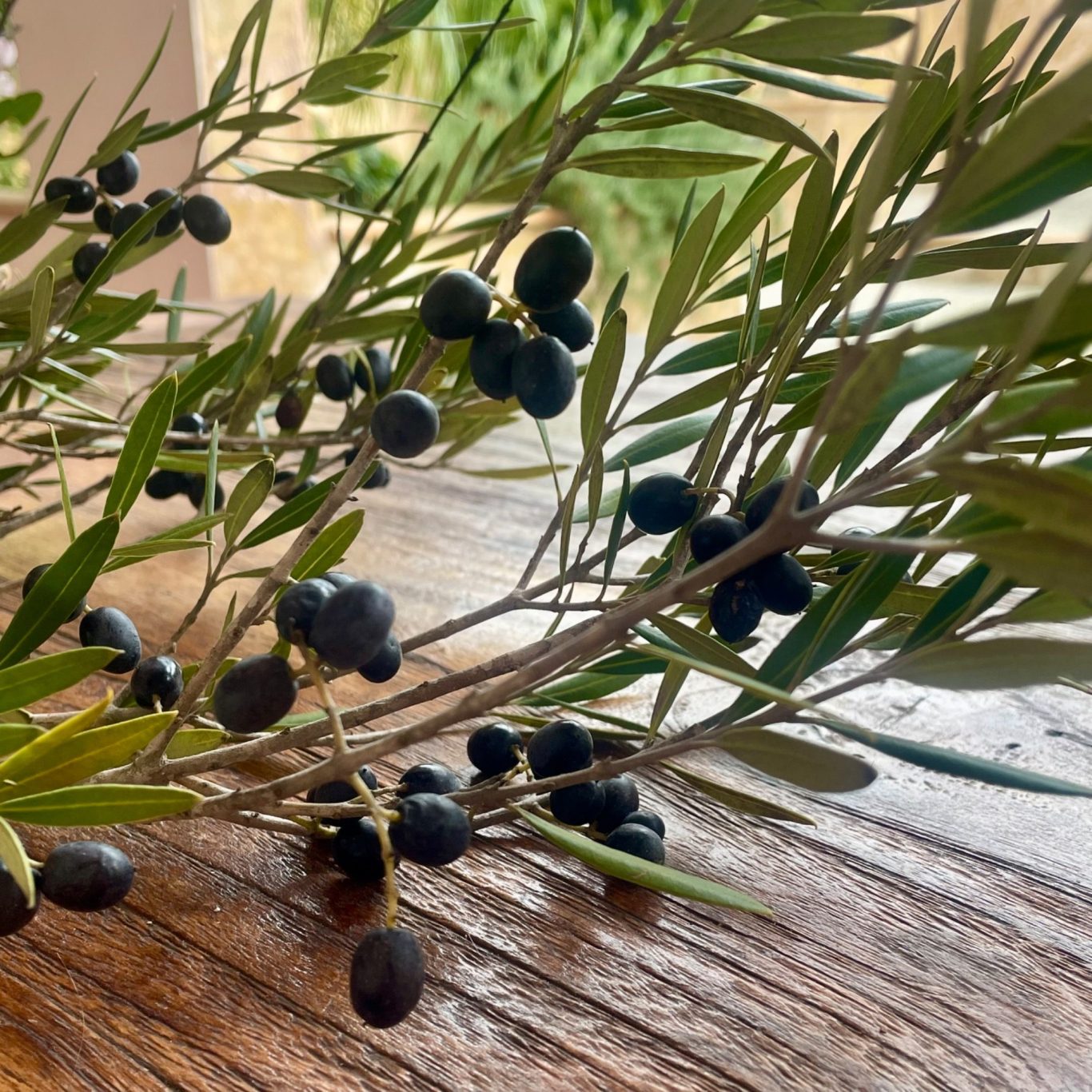 Äste mit grünen Blättern und reifen, dunklen Oliven auf einer Holzoberfläche. 